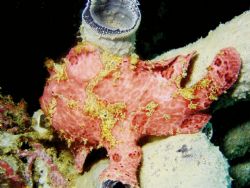 I found this Giant Frogfish while looking for macro life ... by Steve Wurfel 